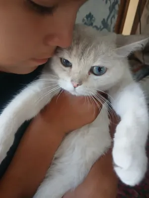 mushuk sotiladi zotdor jinsi qiz 1