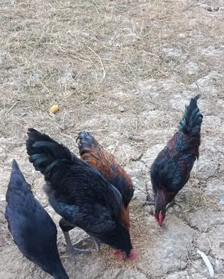 3 xoʻroz 1ta tovuq 1