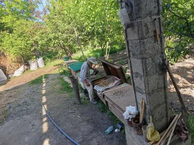 Sifatli toza asal bor 1