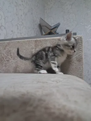 Отдам котёнка бесплатно!!! 1