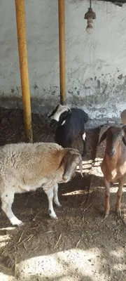 Продаются овцы 1