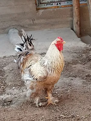 Kokrak hajmi 7 jins Jinsiy shahar Emva