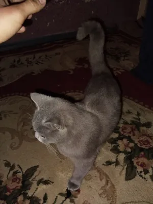 Mushuk 8 oylik qizbala 1