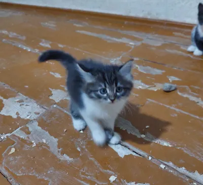 Замечательные котята европейской короткошёрстной бесплатно 1