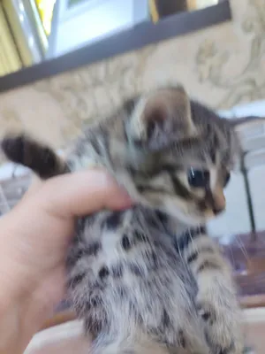 Mushukchani yaxshi qo‘llarga beramiz. Mushukchalar ovqat yeydi, qumga boradi. Sog‘lom. 1