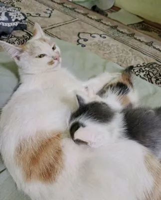 Отдам хорошим людям, которые любят кошек 1
