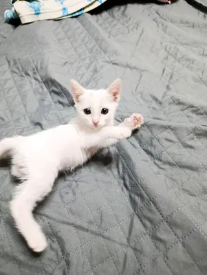 Красивый котенок.