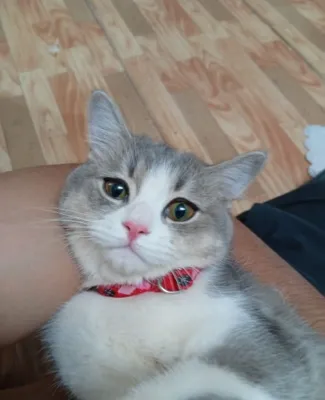 Кошка, самка.
