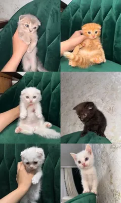 Scottish fold mushuk 2 oylik