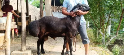 Qassob xizmati pokva ozoda sifat foydadan ustun 1