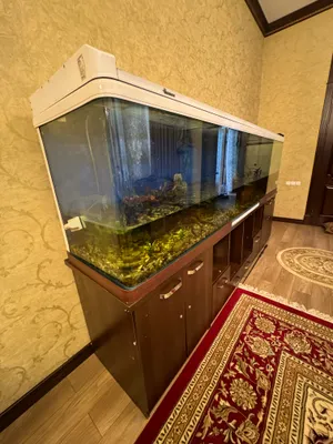 Akvaryum Kitay(zavad) 1