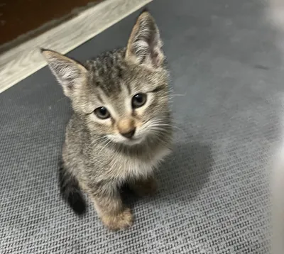 Отдам котят в хорошие руки 1