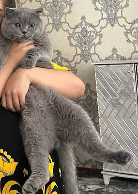 Опытный кот для вязки
