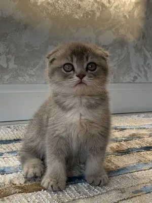 Mushuk sotamiz zotdor mushuk 1