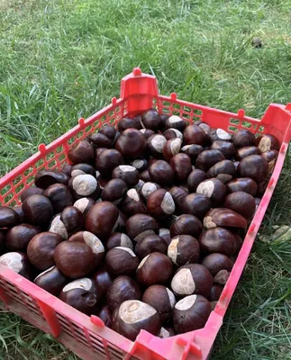 Качественный каштан 1