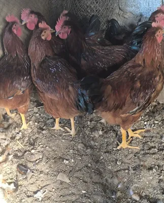Uy xo‘rozlari, makkajo‘xori, bug‘doy, ko‘katlar, omixta yem, finisher yemlar va hokazo 1