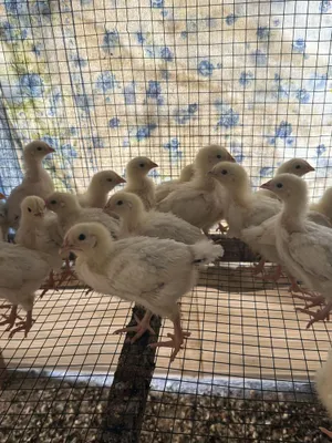 Adler jojalari sotiladi zoti toza 1