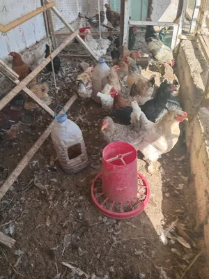 Продаются куры