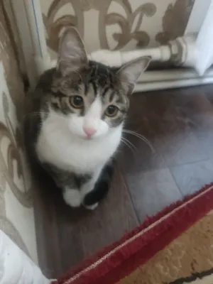 Котёнок