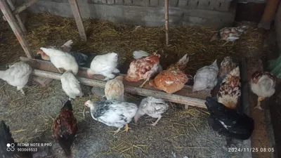 Kürk toviqlar bemalol 1