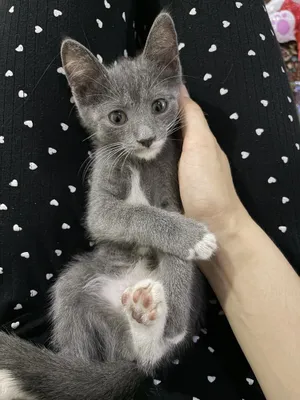 Мушук ва мукук бола 1