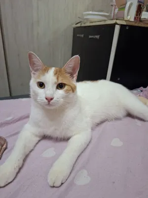 Mushukchani bepul beraman 1