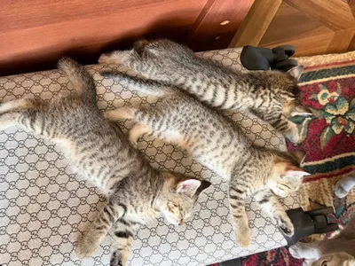 Котята ищут добрый и любящий дом 1