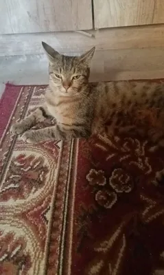Aqlli mushuk yangi egasini kutmoqda