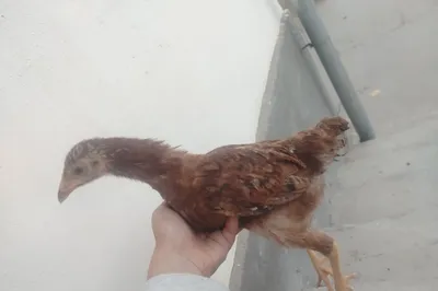 2oylik hl joja rang noyop jgarang 1
