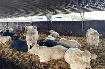 Привезём живой крупный рогатый скот из зарубежных стран. 1