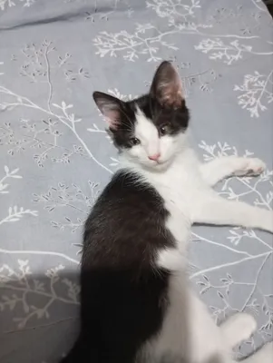 Отдам даром черно -белого цвета, Мальчик, ему 1 месяц 1