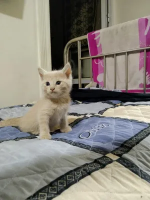 Скоттиш страйт котёнок 1