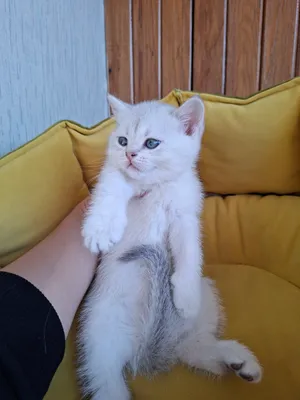 Ayollar kiyimidagi tranniylar aks etgan porno sayt Video: etagini kotardi, külotlarini tushirdi va uni sikdi