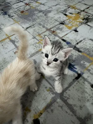 Продаются котята. 1