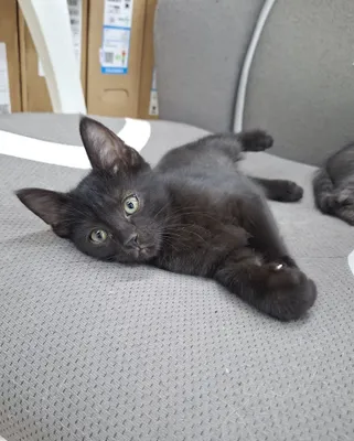 Котенок мальчик 2 месяца черный 1