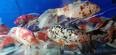 Продается аквариумие рыбки 1