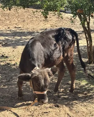 Gunojinlar sotiladi 12 milion sumdan savdosi bor 1