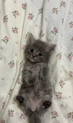 Продаётся котёнок 1