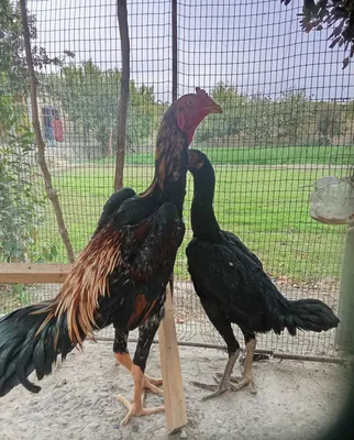 Kulangi juja sotiladi 1