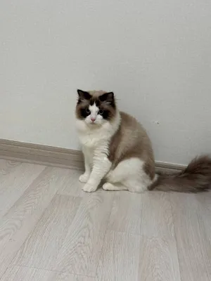 Ragdoll, Рэгдолл вязка 1