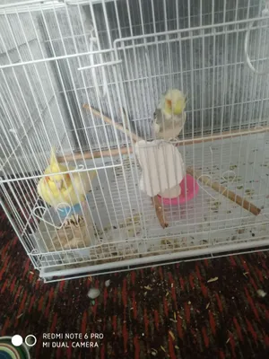 Продаются кареллы, 2 шт. 1