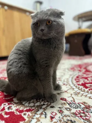 Mushuk oʻgʻil bola hotin kere 1