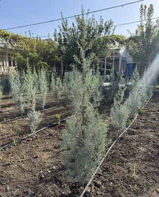 Кипарис Arizona Kiparis Archa Аризонский кипарис Италия 1