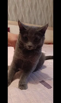 Zotdor mushuk sotiladi