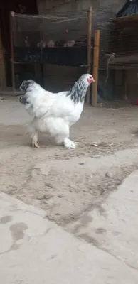 Продаётся петух породы брама. 1