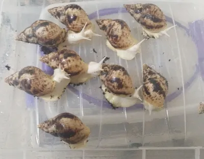 Улитка ретикулата по низкой цене