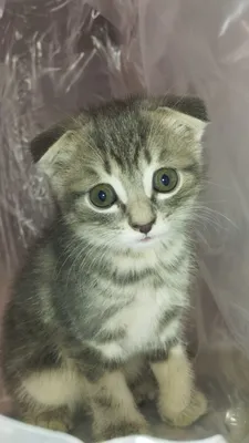 Scottish fold mushukchalar sotiladi 1
