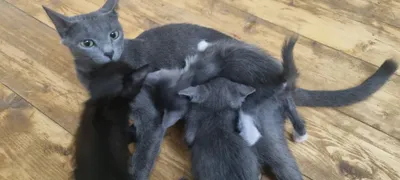 Ассалому алайкум, котята бесплатно отдаются, породистые 1