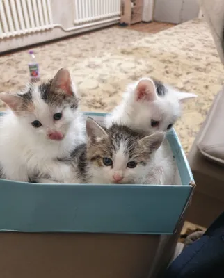 В Хазараспе котята отдаются бесплатно