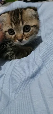 Кошка 1